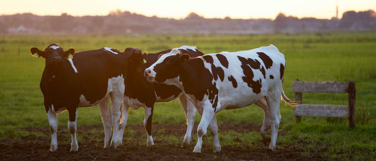 Fondo de Garantía para deudas de Productores Lecheros