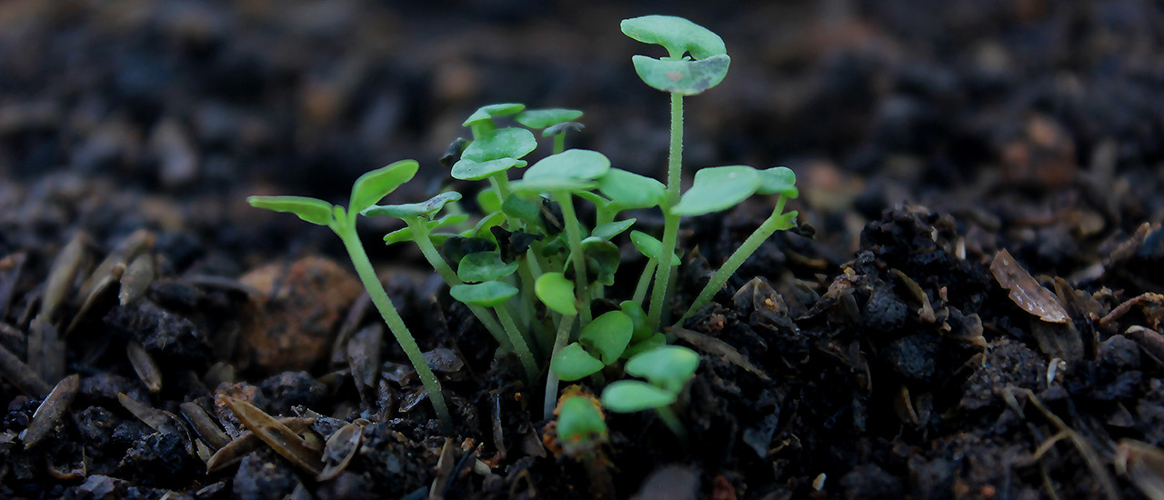 IP exoneración- Inversiones en pasturas y herramientas - ECOVIS Uruguay
