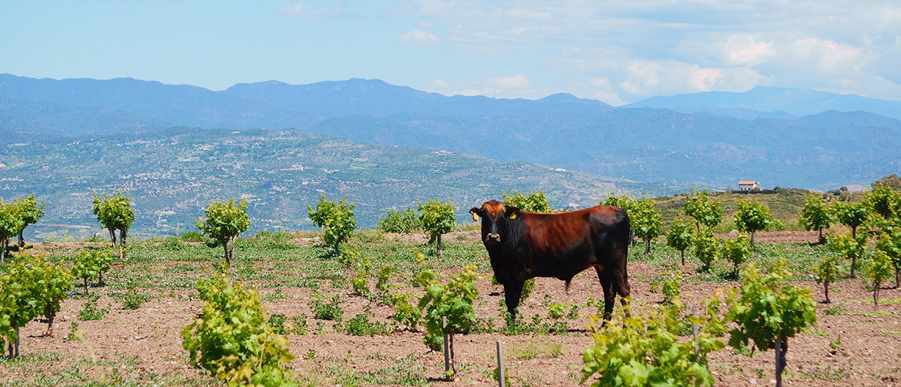 IRAE – Empresas Agropecuarias - ECOVIS Uruguay