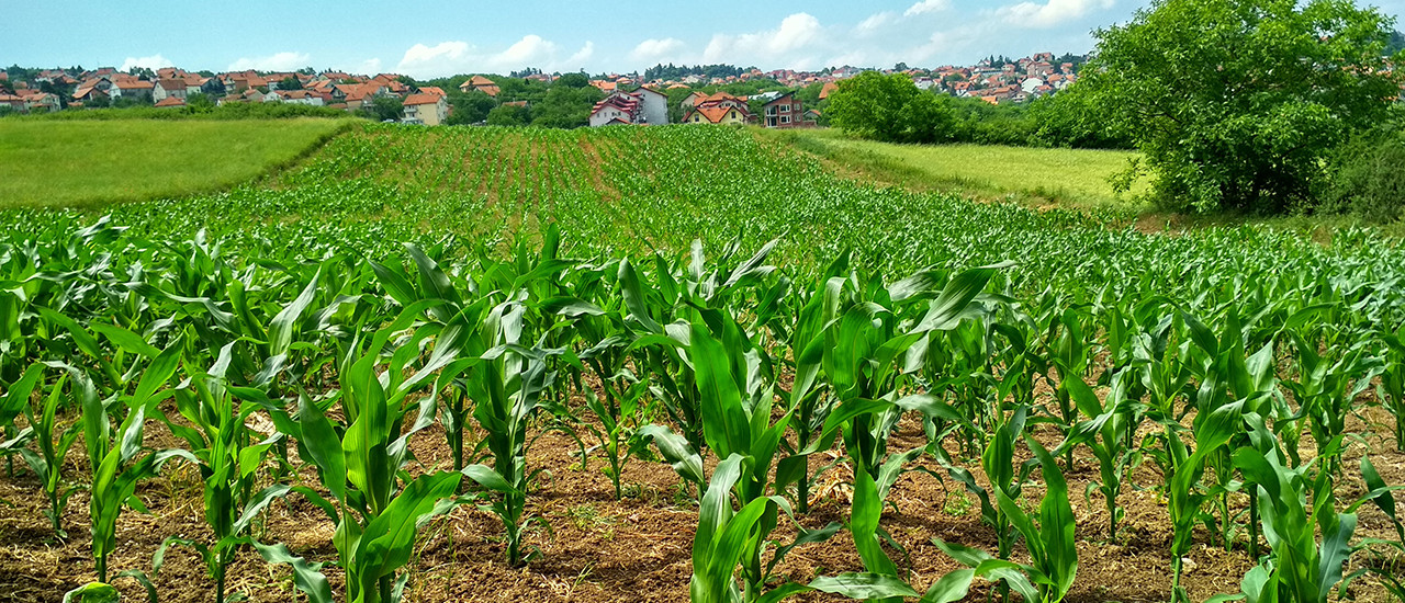 Anticipos de impuestos agro –  Nueva prórroga de vencimientos - ECOVIS Uruguay