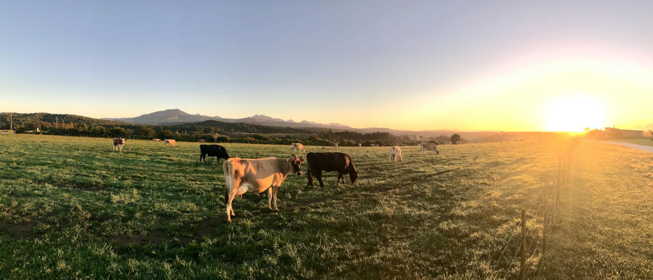 Agropecuarios – Cesión de certificados de créditos - ECOVIS Uruguay