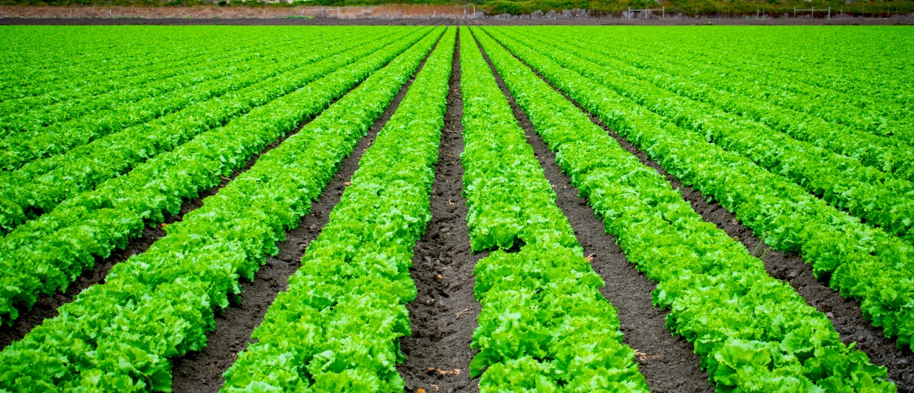 IVA Agro – devolución - ECOVIS Uruguay